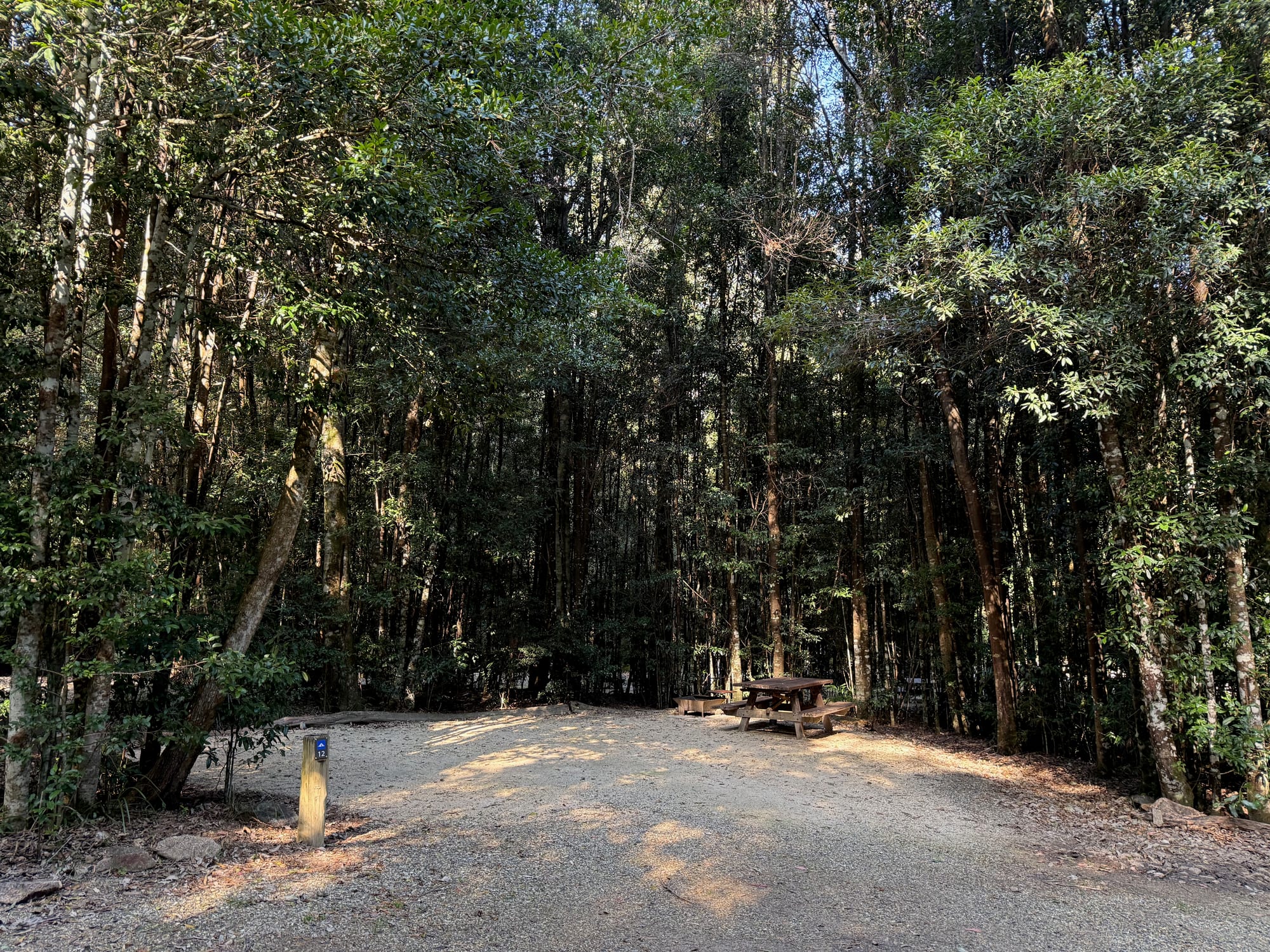 An empty campsite with a picnic table on gravel, surrounded by tall forest at Bellbird Campground