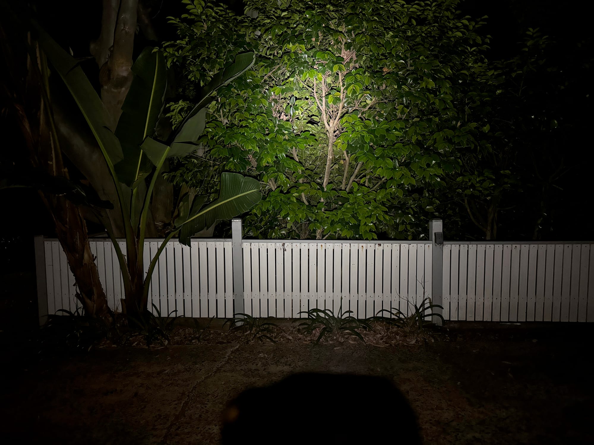 The Storm 500-R’s beam lighting up a tree in a dark garden