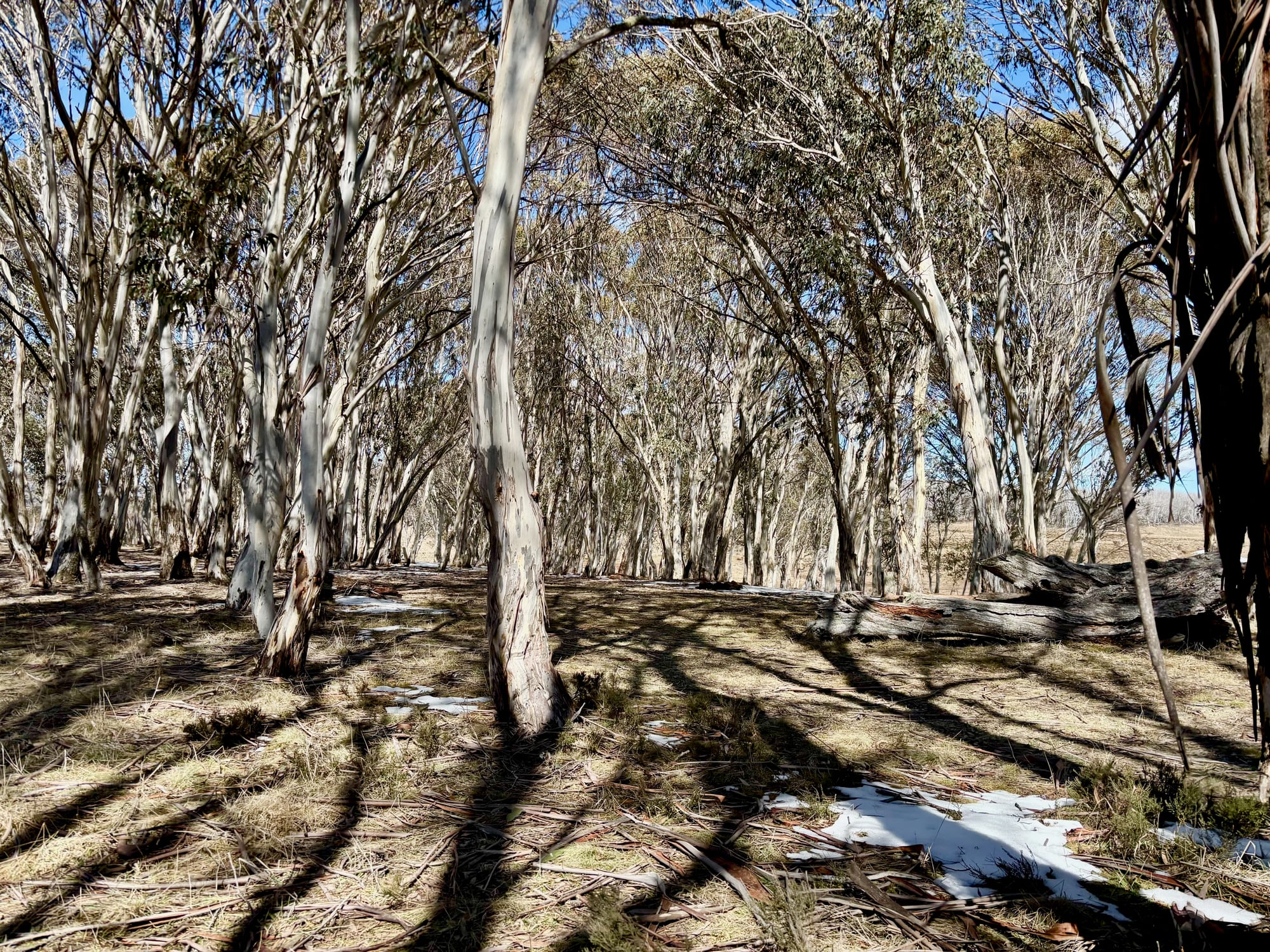 Campsites on the ground between the snow gums at Bullocks Hill Campground, with a patch of snow
