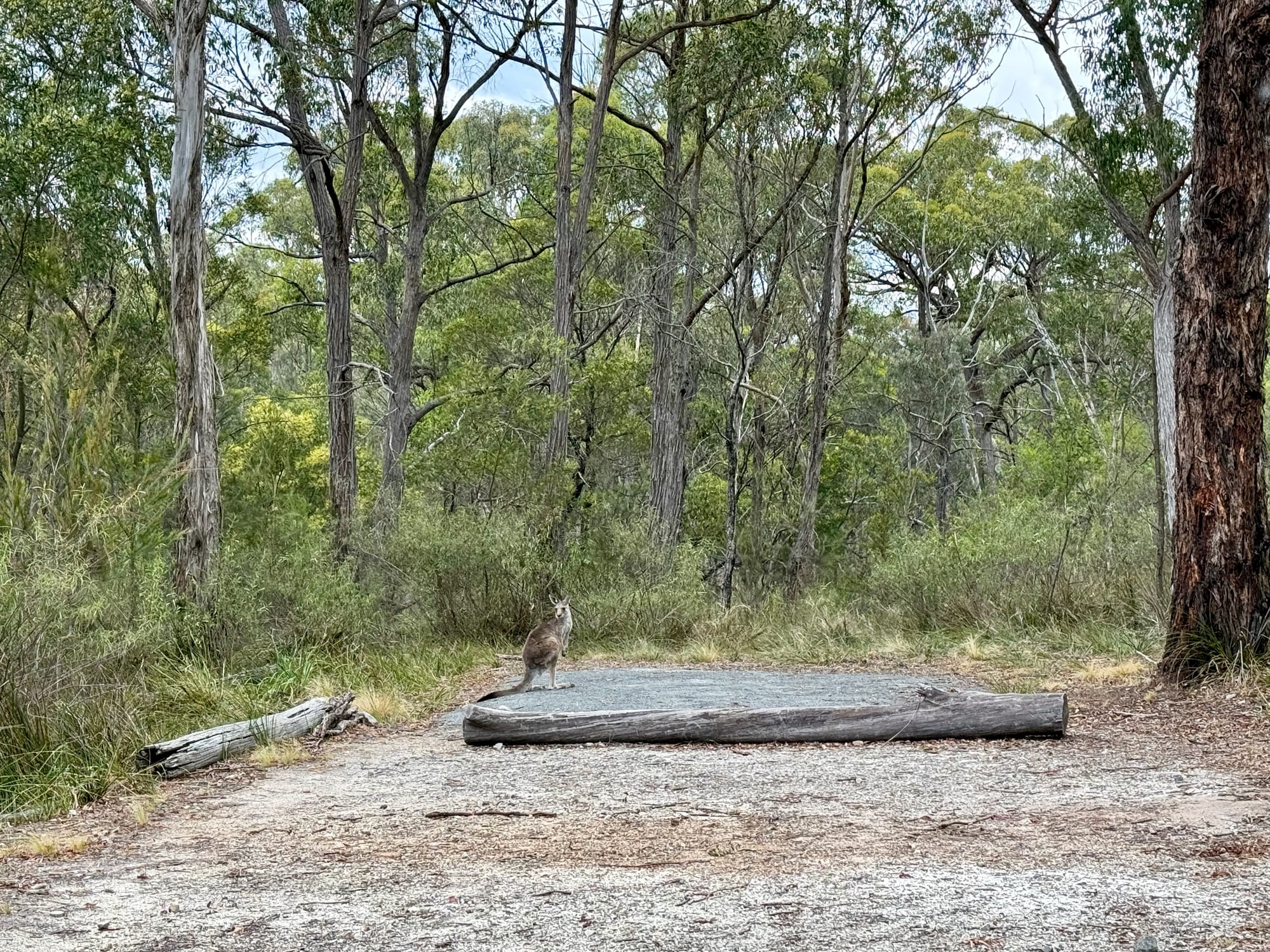 A flat gravel campsite between the trees at Bungonia Campground