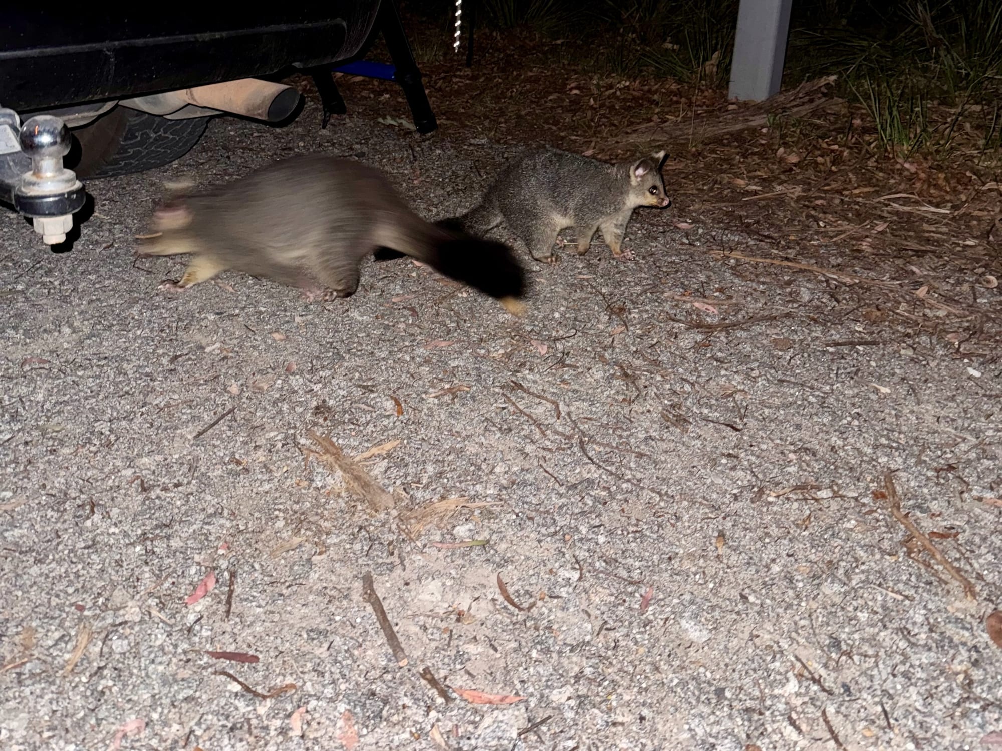 Two brushtail possums under the back of our 4WD at night