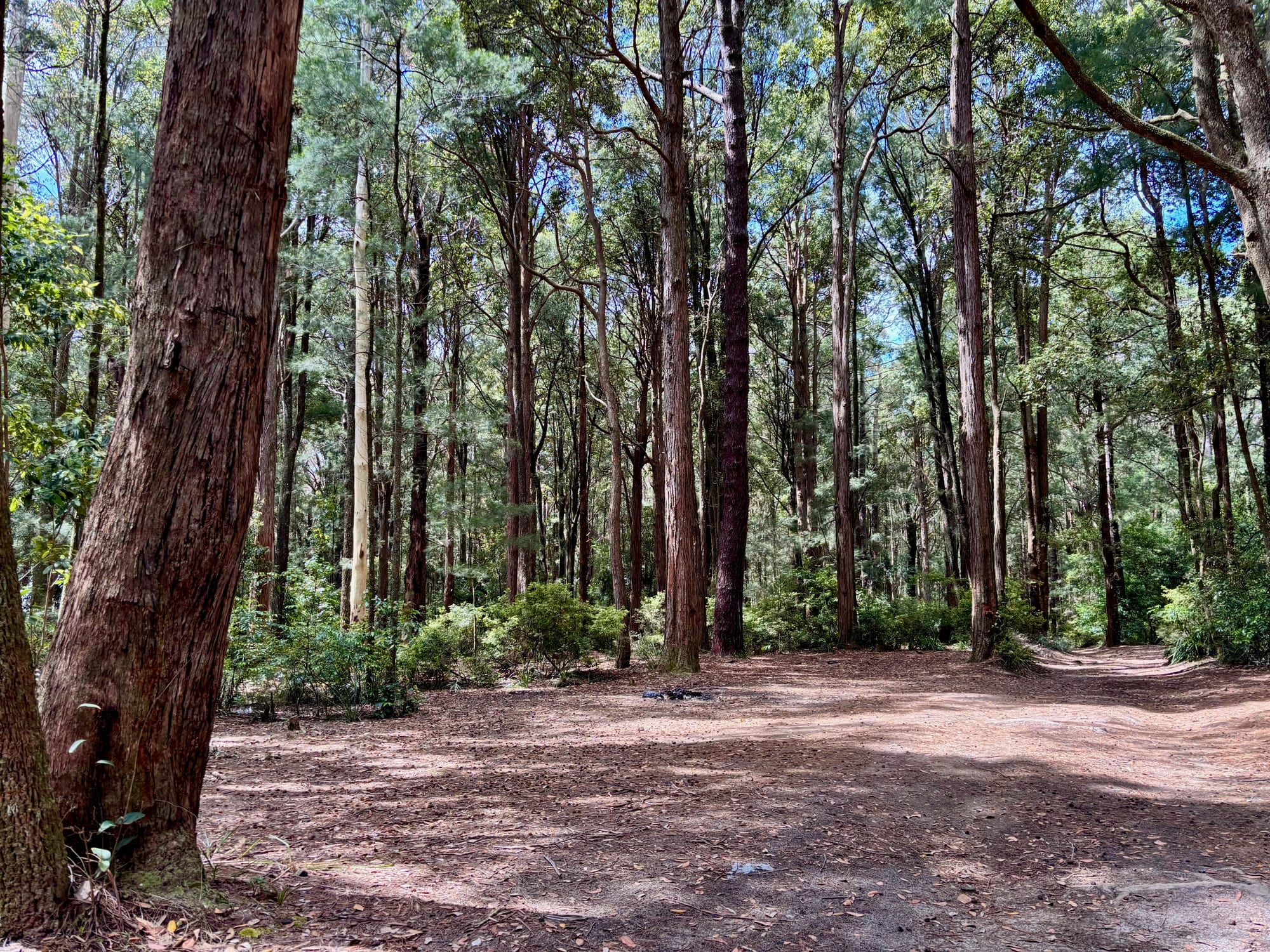 A flat campsite under tall trees at Casuarina Camping Area