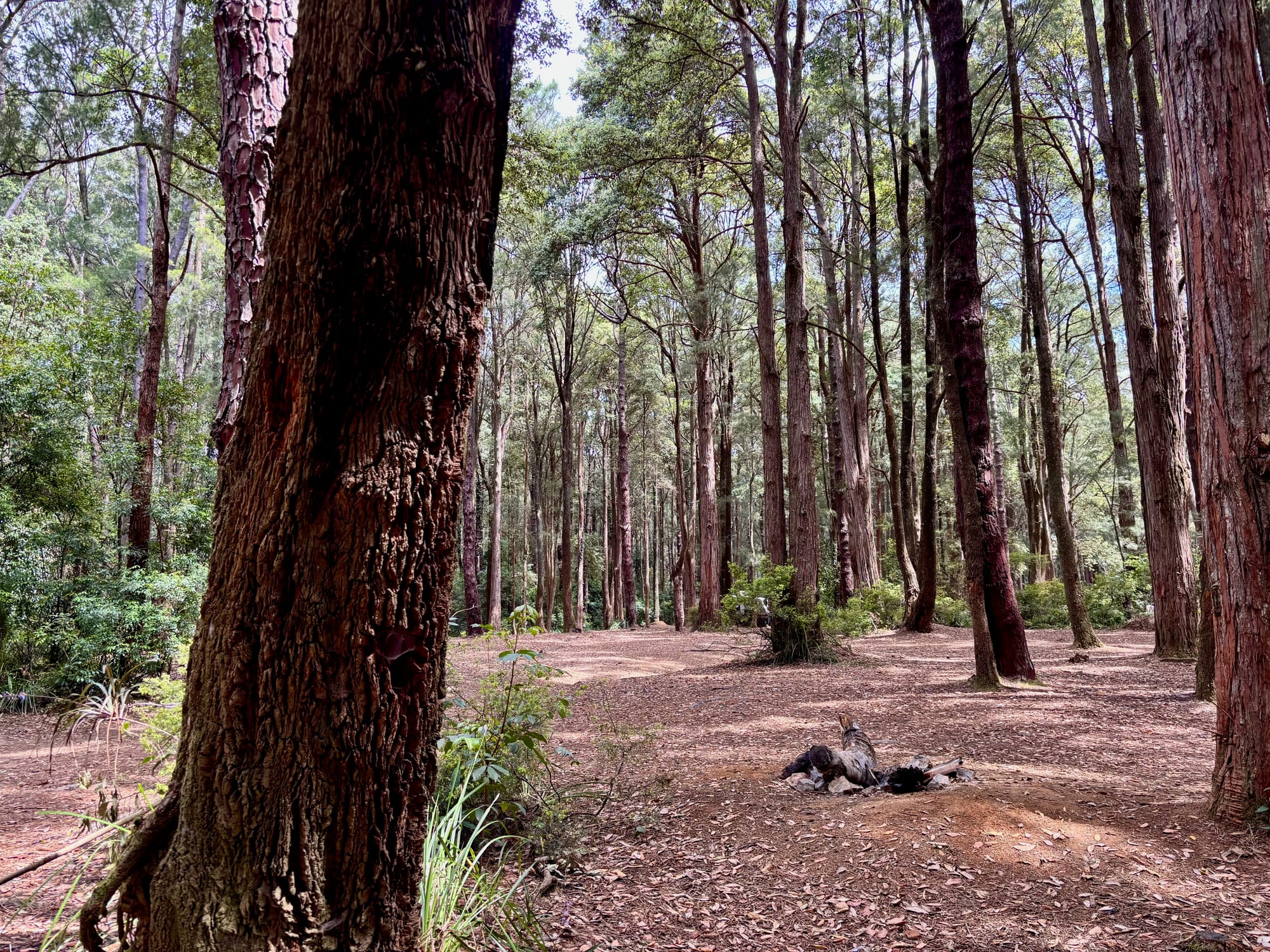 A rock fire ring in one of the clearings at Casuarina Camping Area