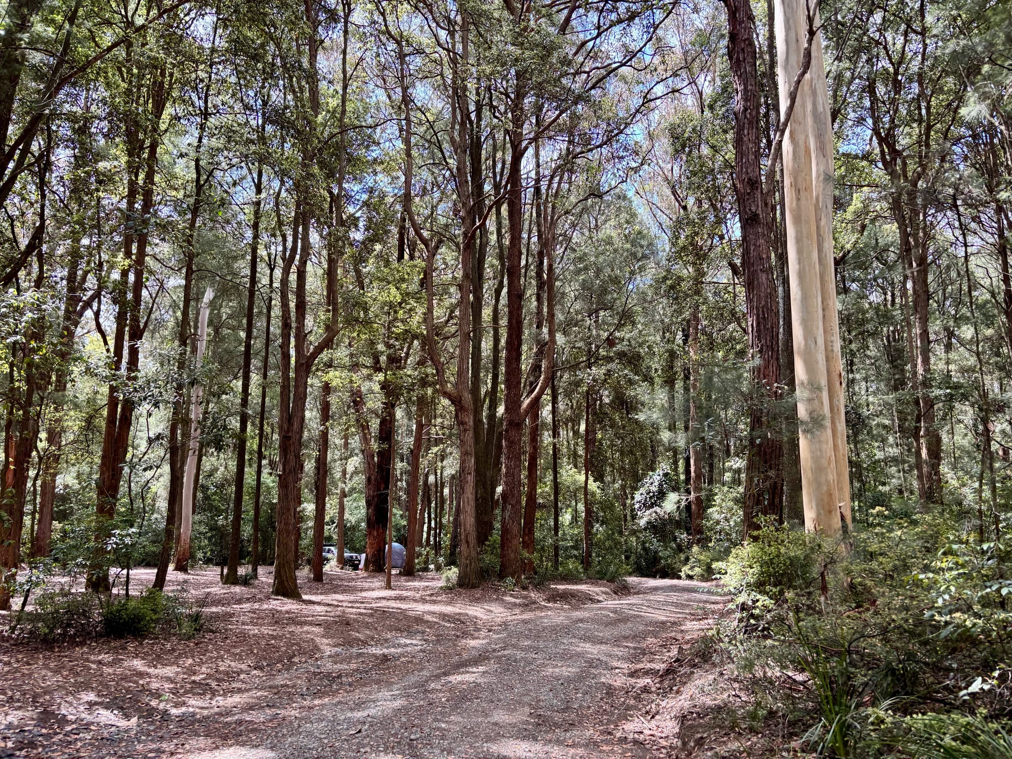 The gravel track through the forest at Casuarina Camping Area