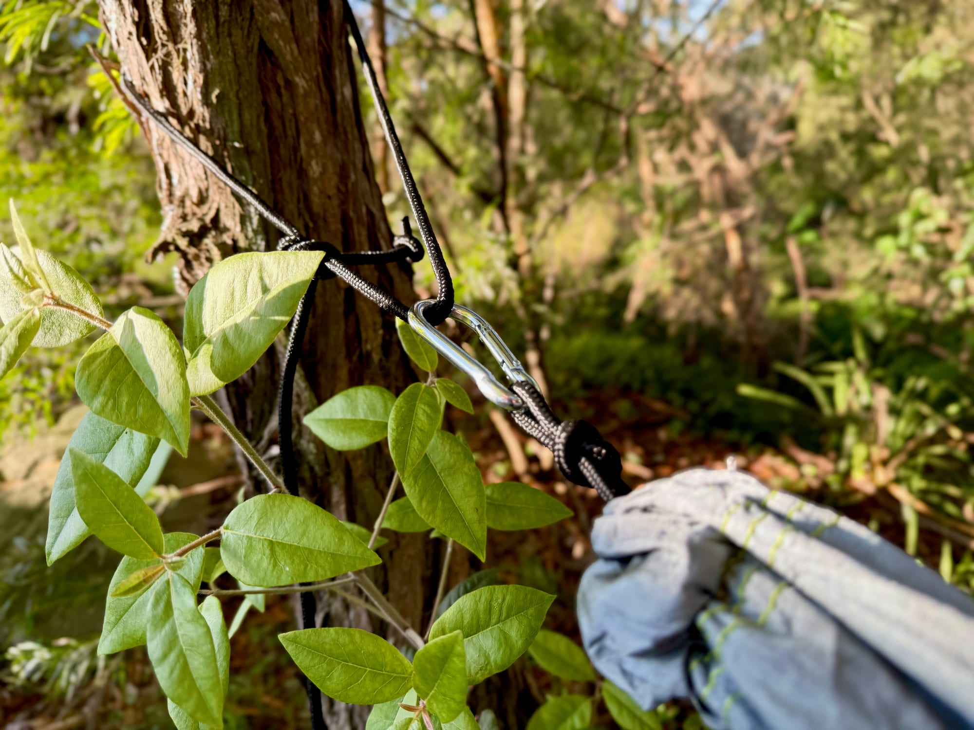The steel carabiner and knotted rope where the Coleman hammock meets the tree