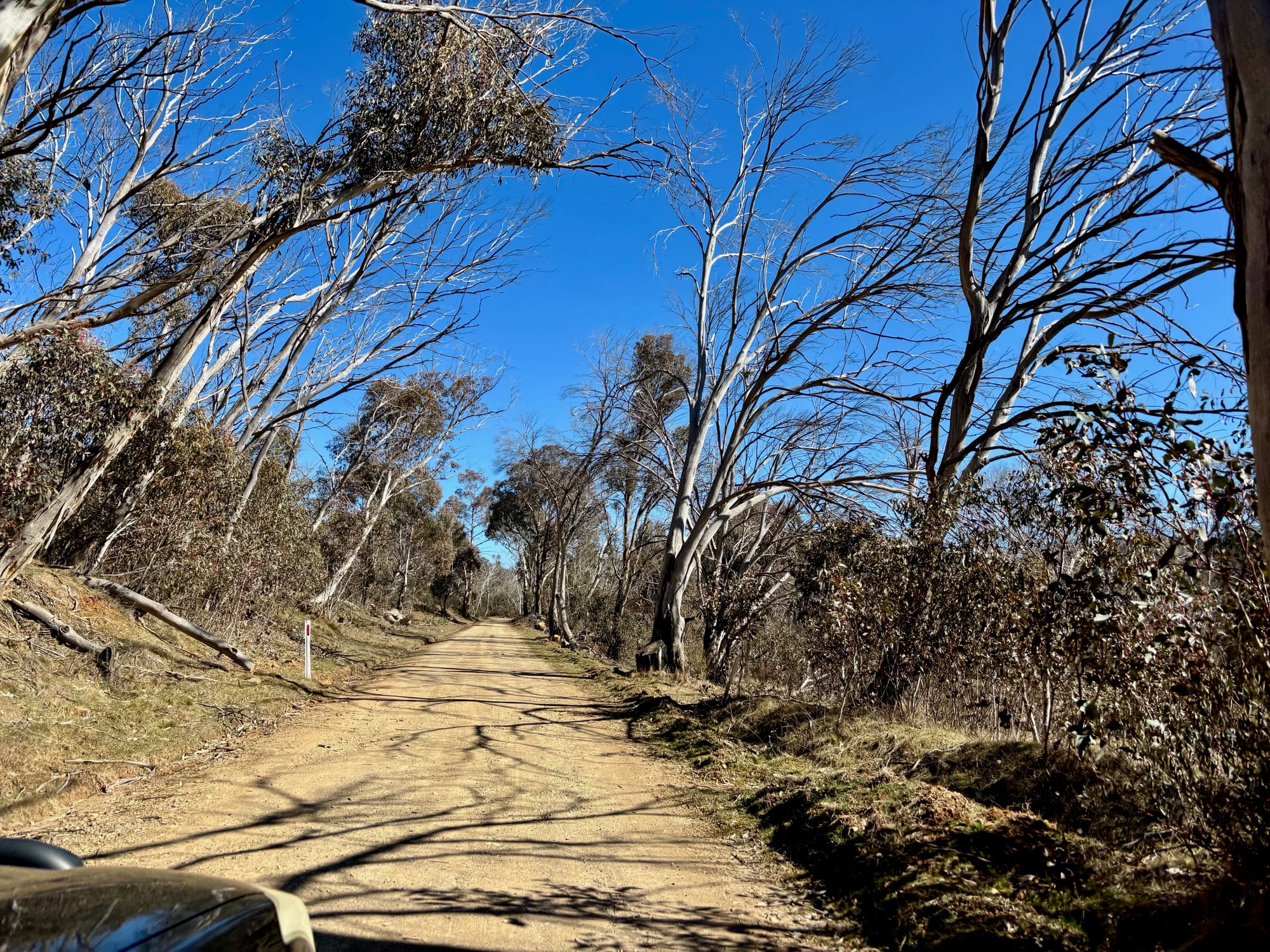 The gravel road in to Denison Campground, lined with snow gums
