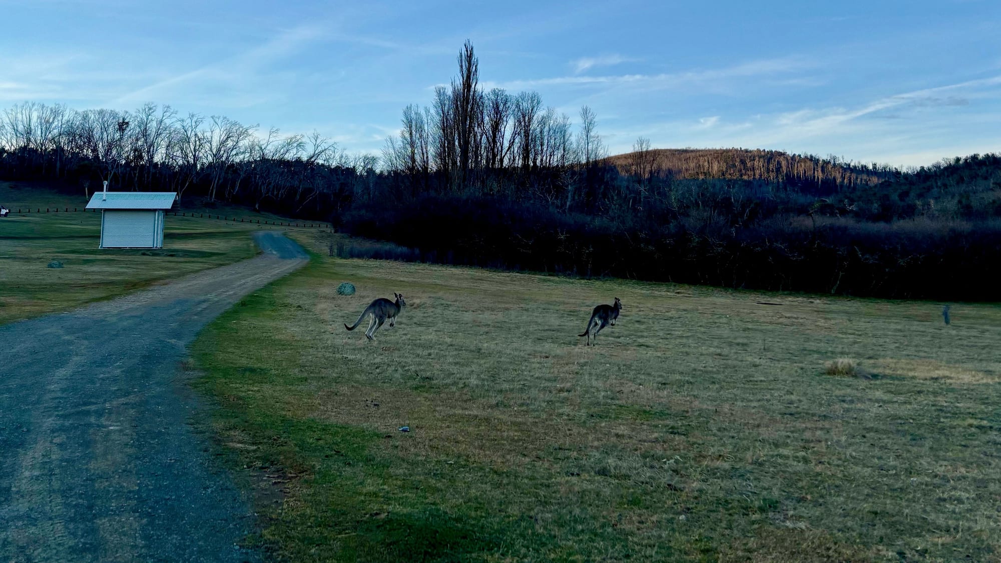Two kangaroos hopping across the grass next to the gravel track at Denison Campground at dusk