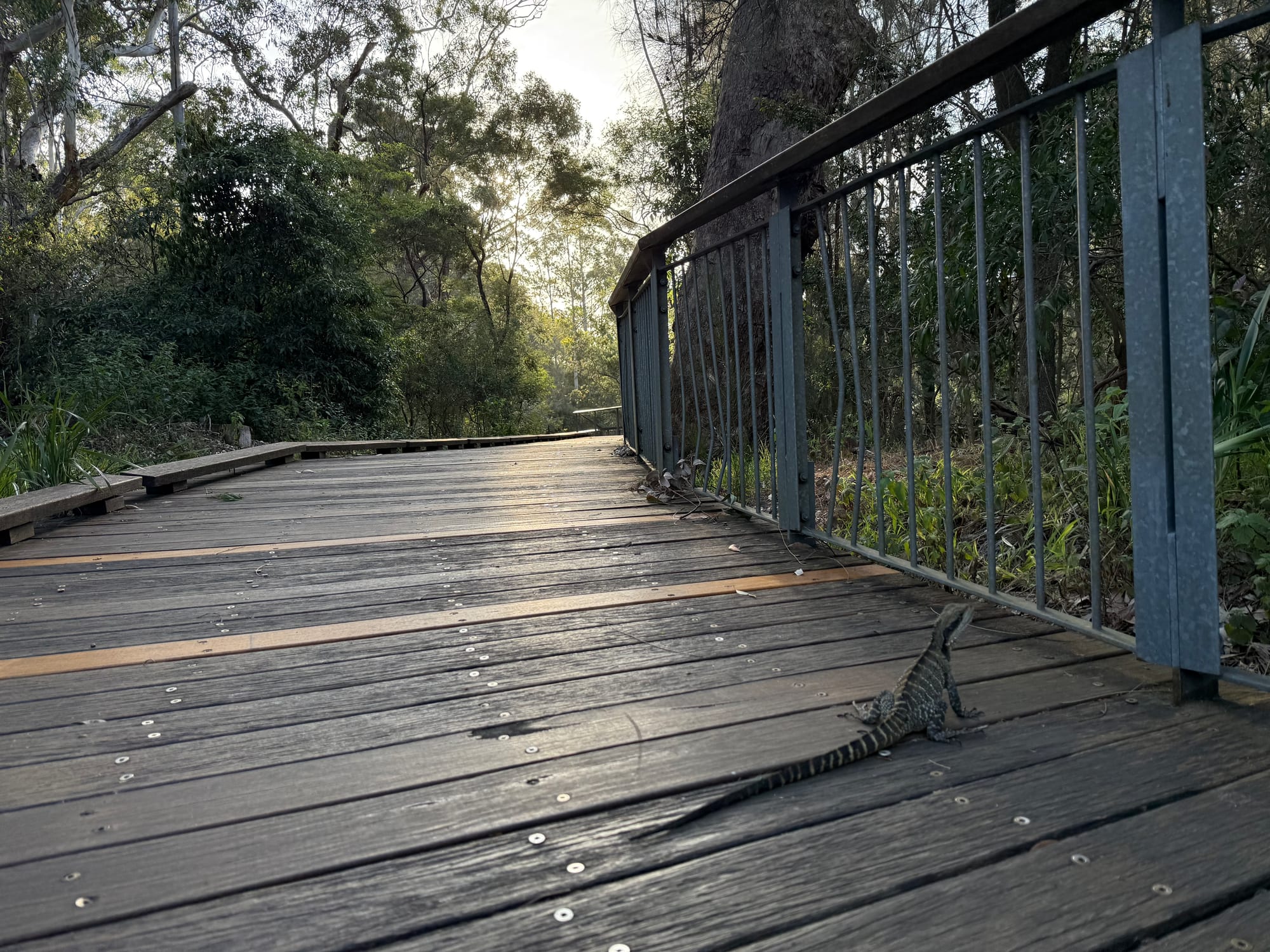 An eastern water dragon on a timber boardwalk beside the railing in Lane Cove National Park