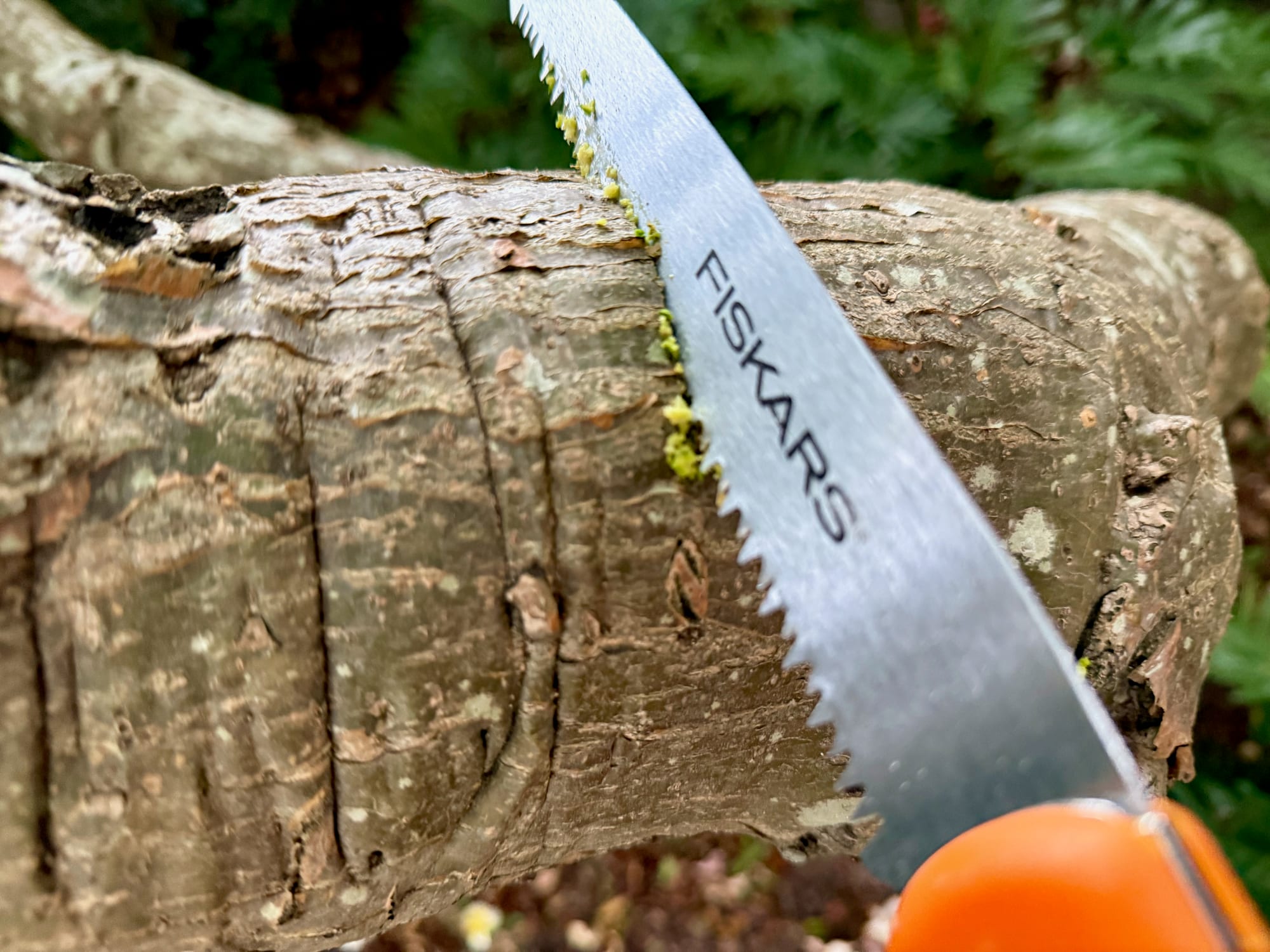 The Fiskars saw cutting into a branch