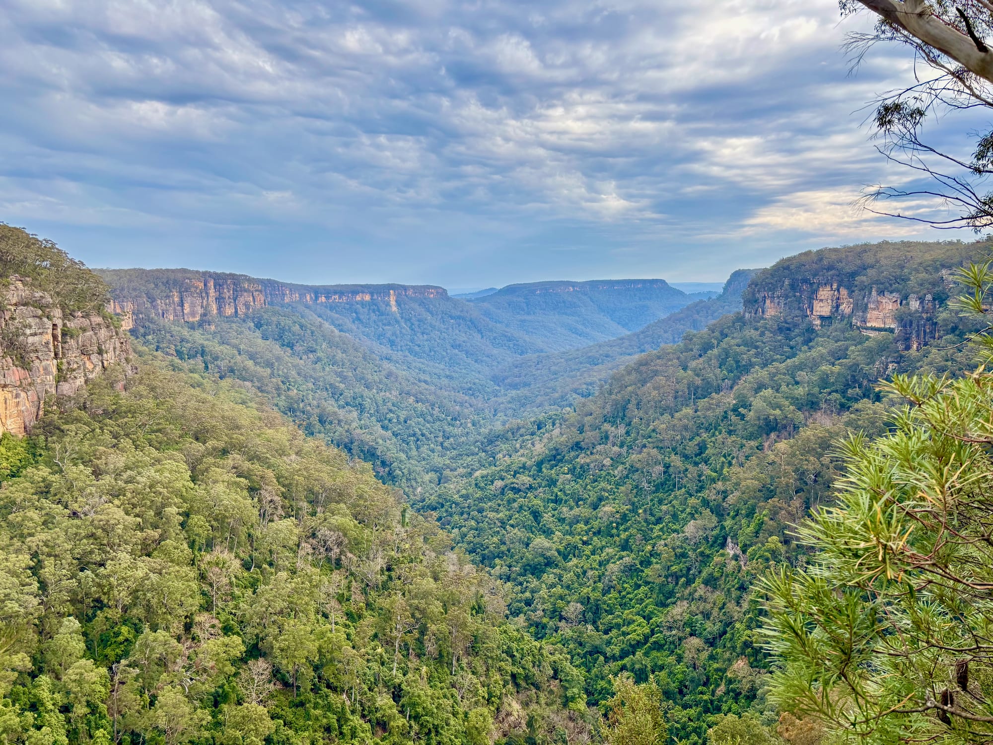 The forested Yarrunga Valley between sandstone cliffs, seen from the rim at Fitzroy Falls