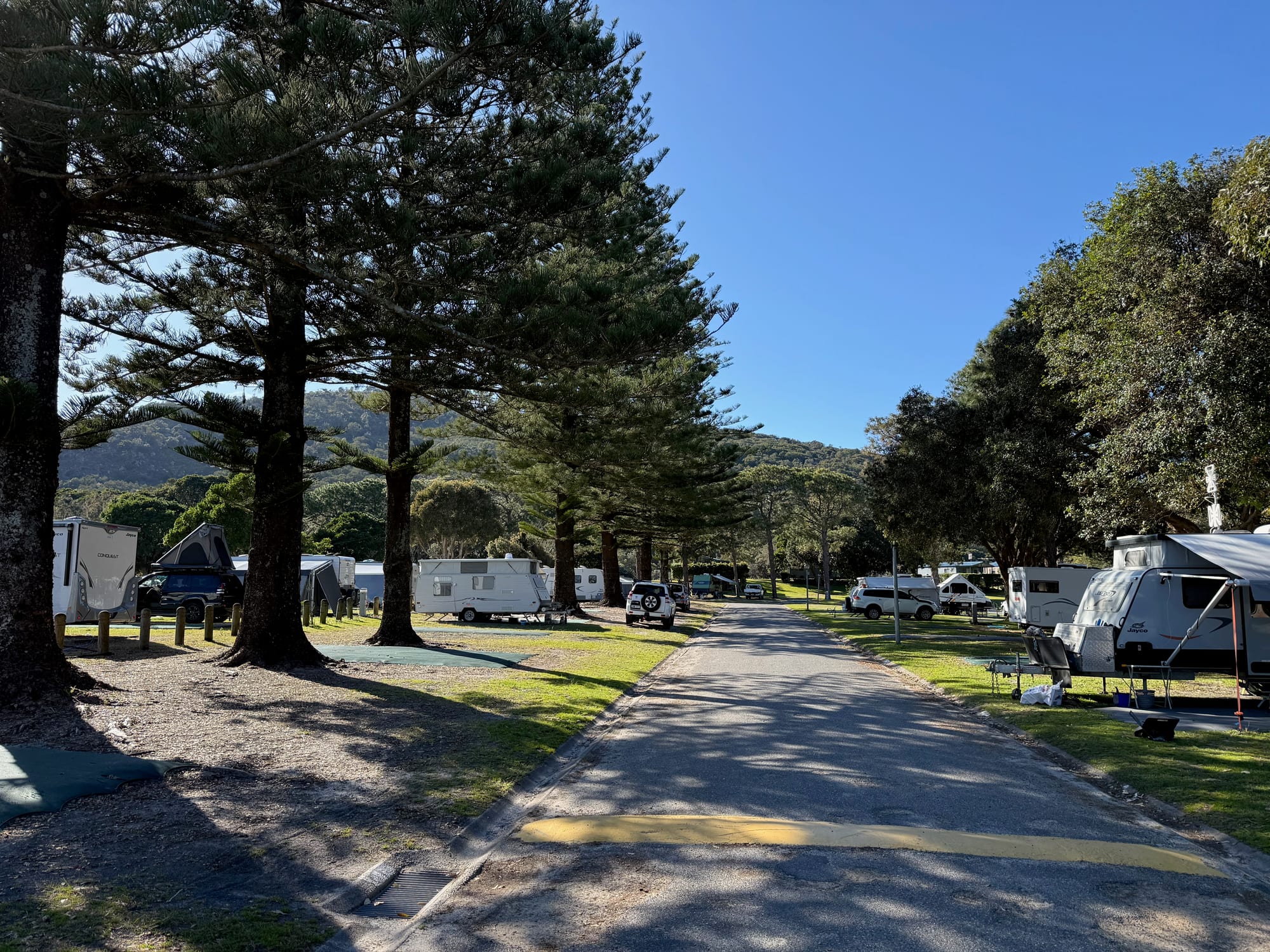 A sealed road through Hat Head Holiday Park under Norfolk pines, with caravans on grassy sites on both sides