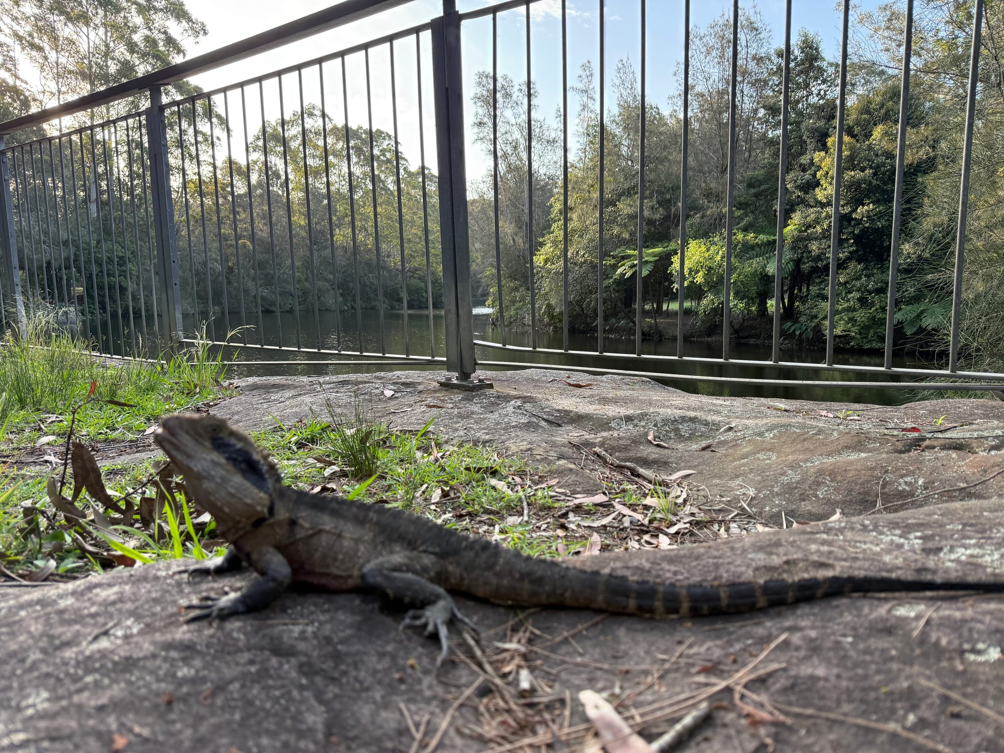 An eastern water dragon sunning itself on a sandstone rock beside the railing above the Lane Cove River