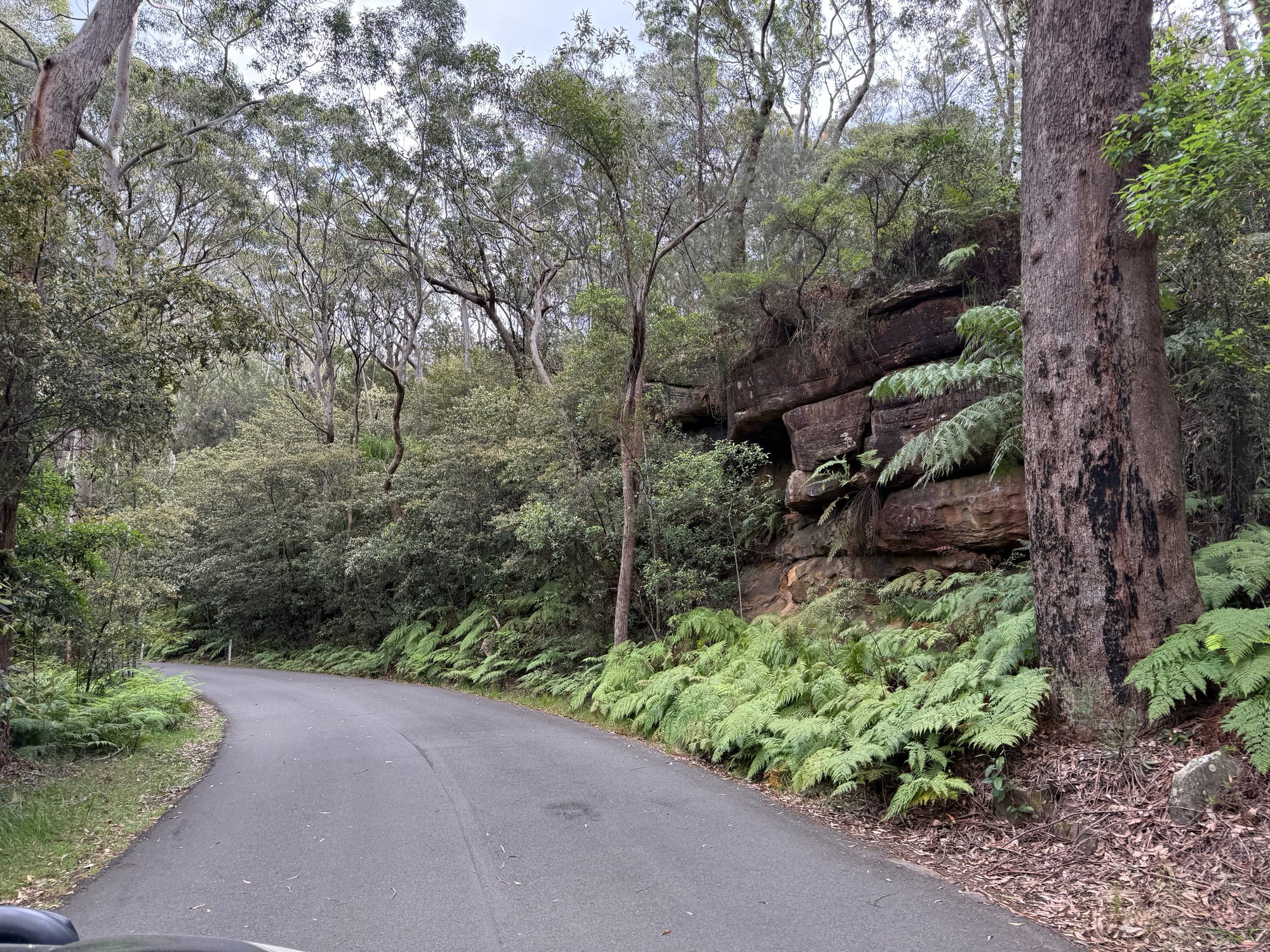 The narrow sealed road through Lane Cove National Park, past sandstone overhangs and ferns
