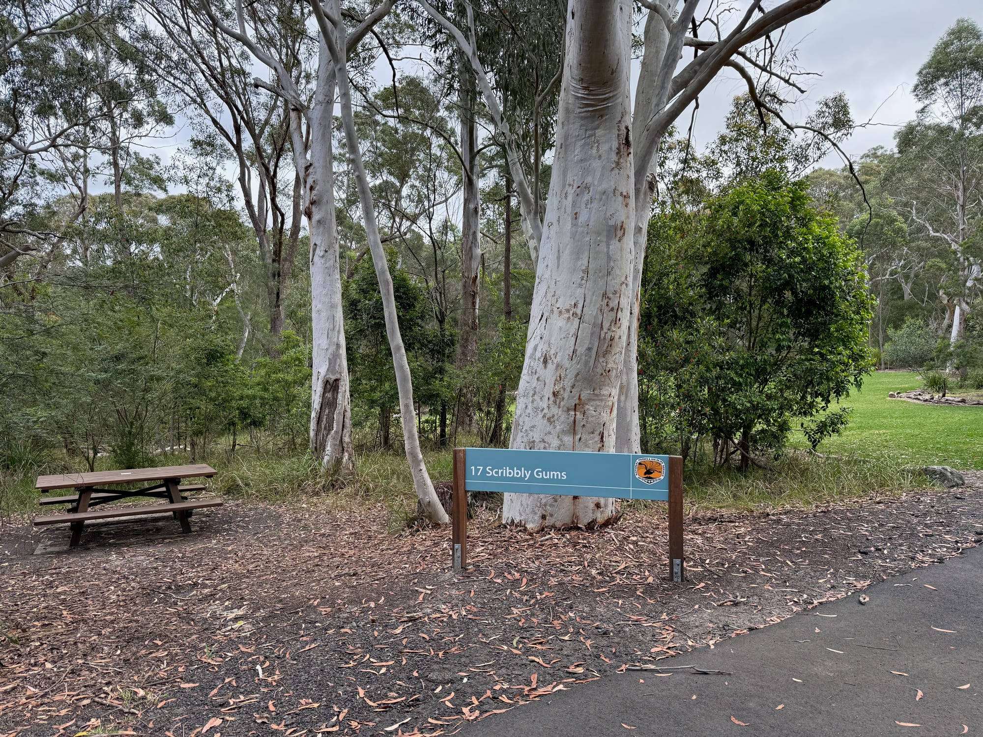 A picnic table under white scribbly gums at the Scribbly Gums picnic area