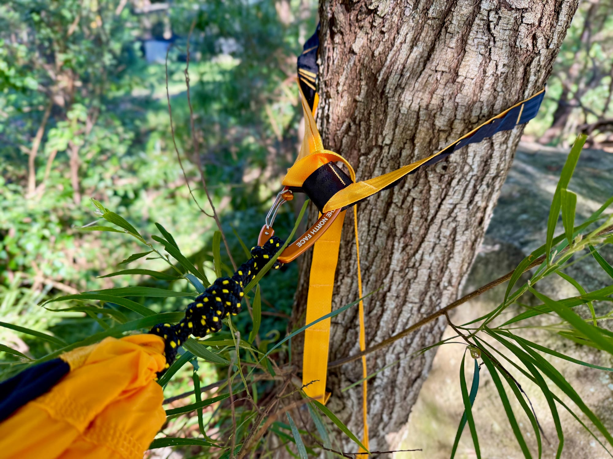 A gold tree strap wrapped around a tree trunk with the hammock’s carabiner clipped into one of its loops