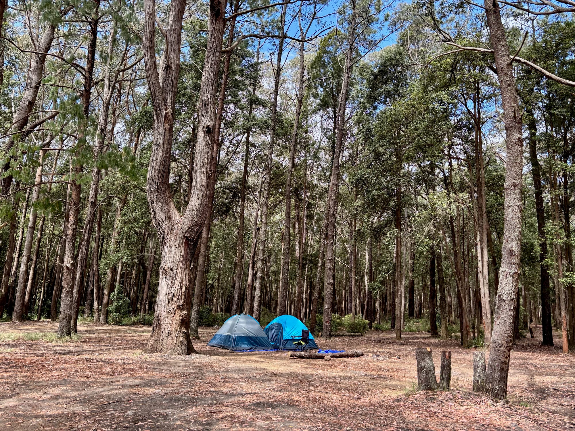 Tents set up under the trees at Olney Headquarters Camping Area