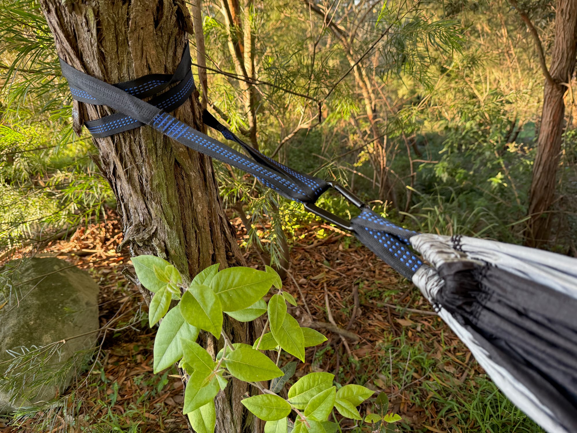 A tree strap wrapped around a tree with the hammock clipped into one of its loops