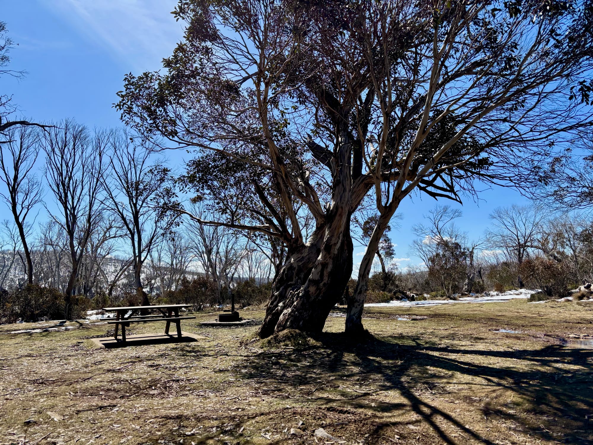 A picnic table under the snow gums at Three Mile Dam Campground