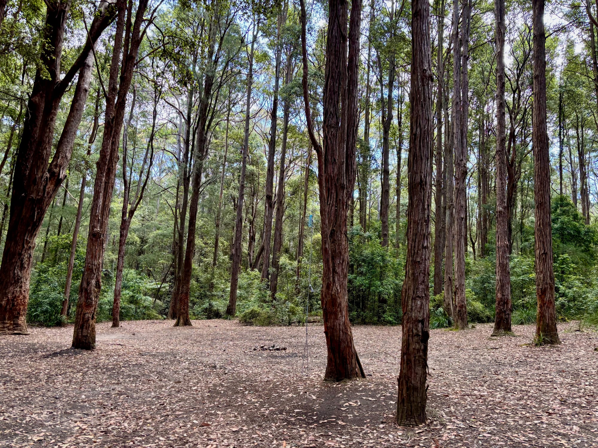A sheltered clearing among the turpentine trees at Turpentine Camping Area