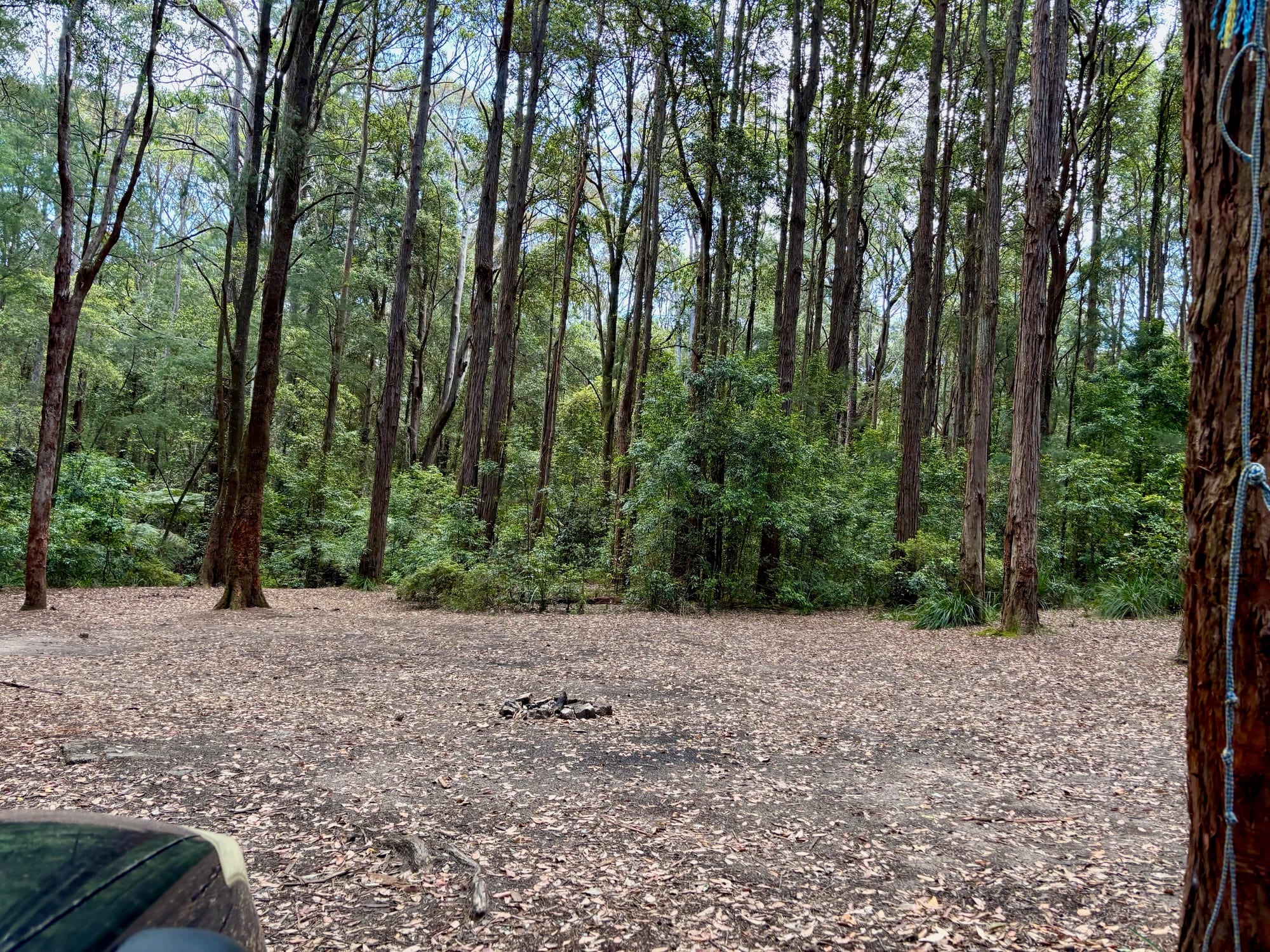 A fire ring in one of the clearings at Turpentine Camping Area