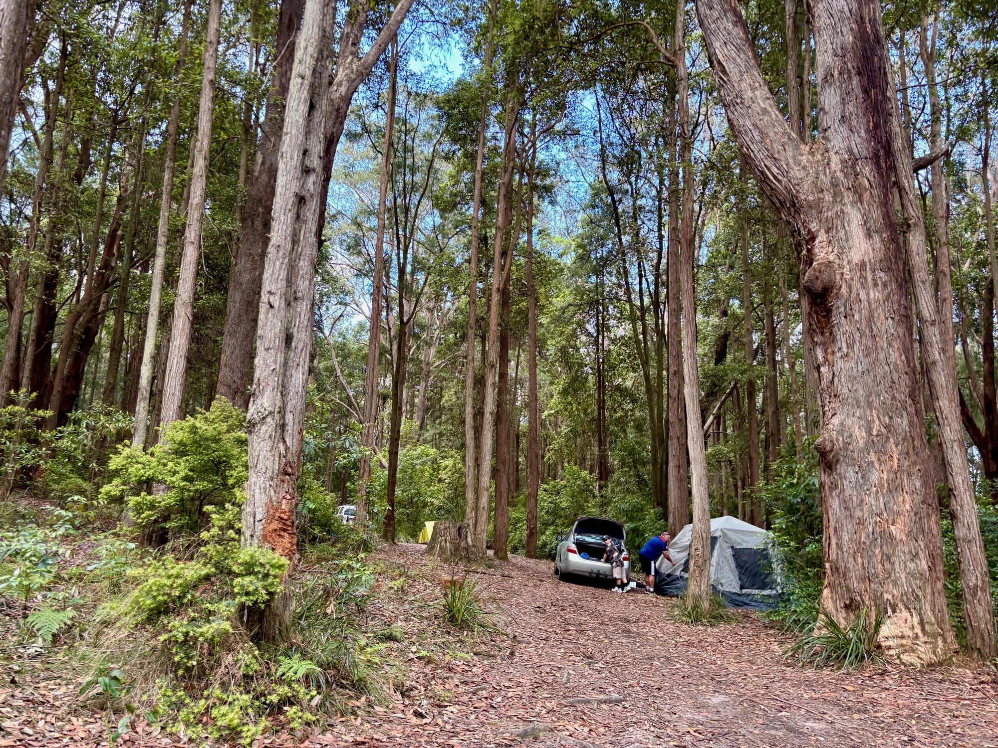 A tent set up among the trees at Turpentine Camping Area