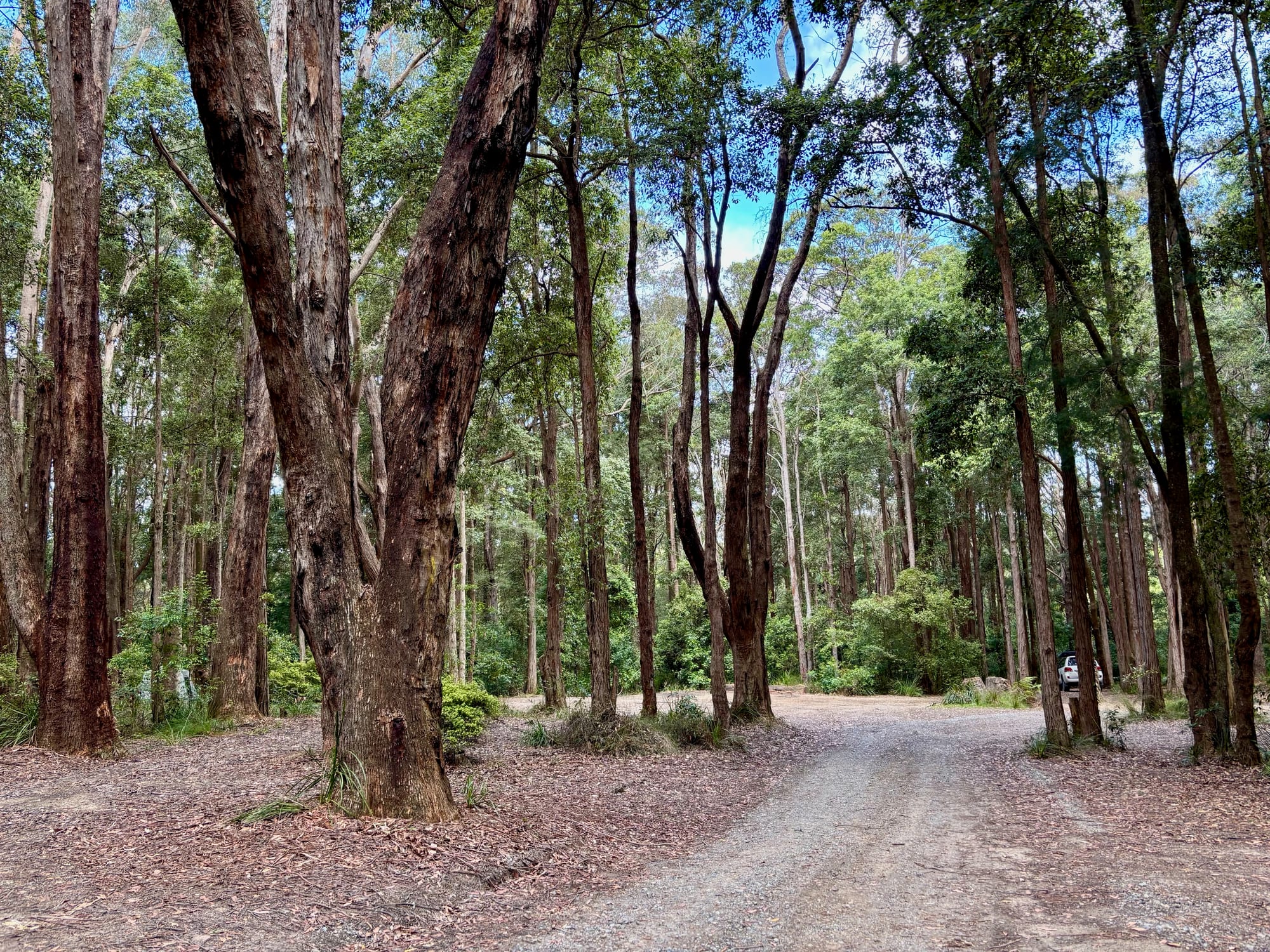 The gravel track into Turpentine Camping Area