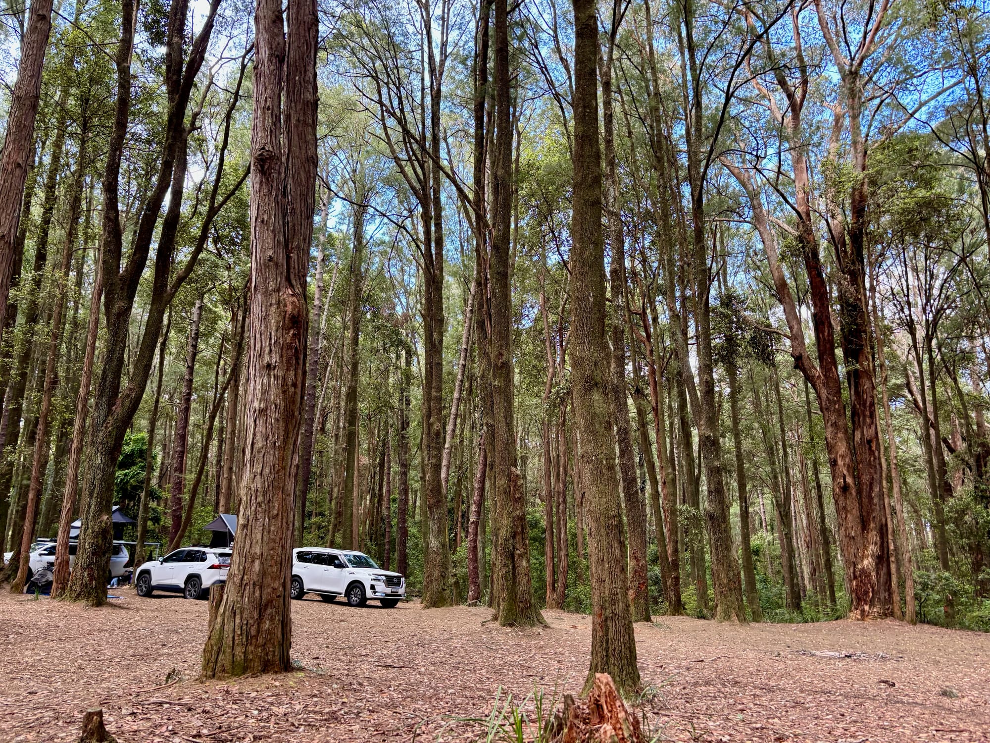 Vehicles camped among the tall trees at Turpentine Camping Area