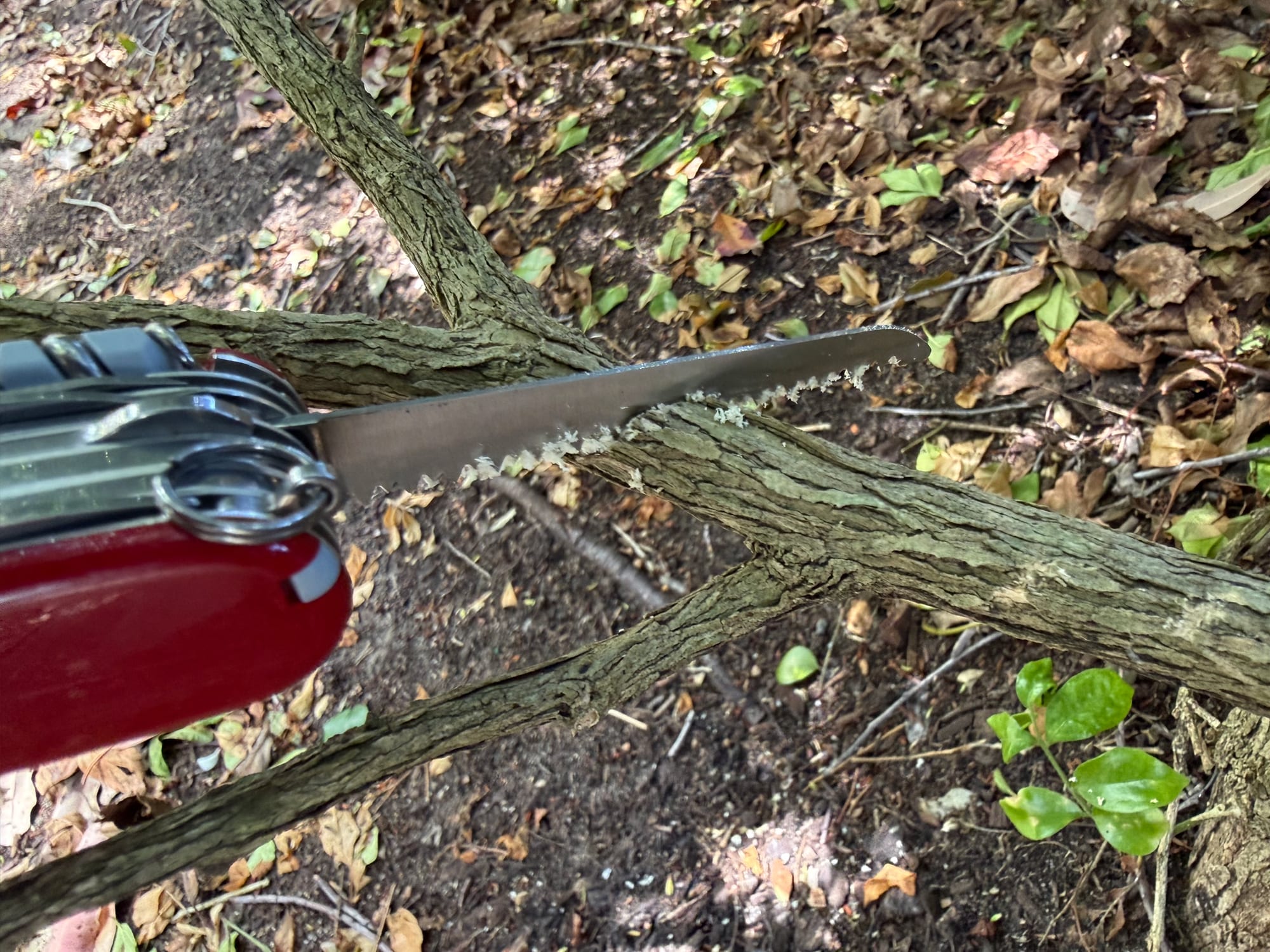 The SwissChamp’s wood saw cutting into a small branch