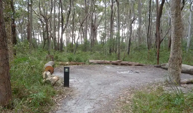 A gravel campsite with a fire ring among the trees at Meroo Head Campground