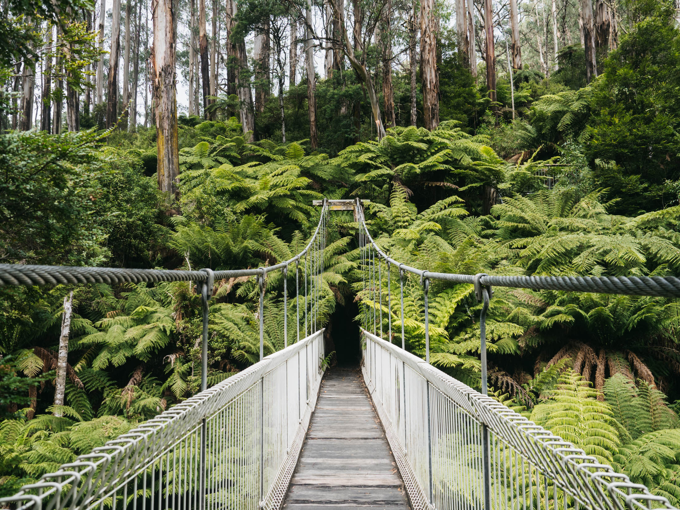 The suspension bridge through tree ferns at Tarra-Bulga National Park