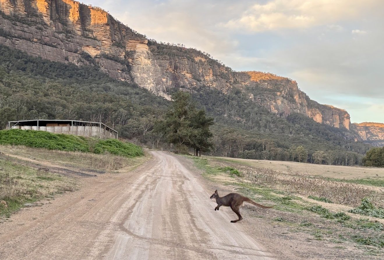 A wallaby crossing the access road to Coorongooba Campground under the cliffs