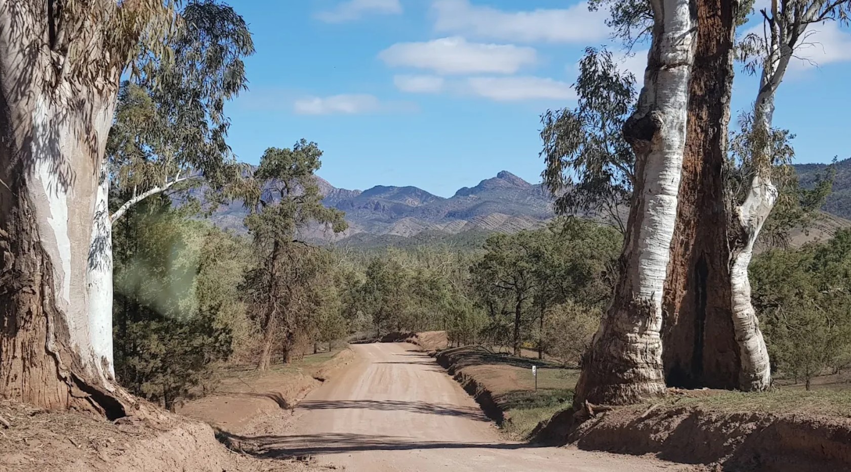 The dirt Bunyeroo Scenic Drive winding between gum trees in the Flinders Ranges