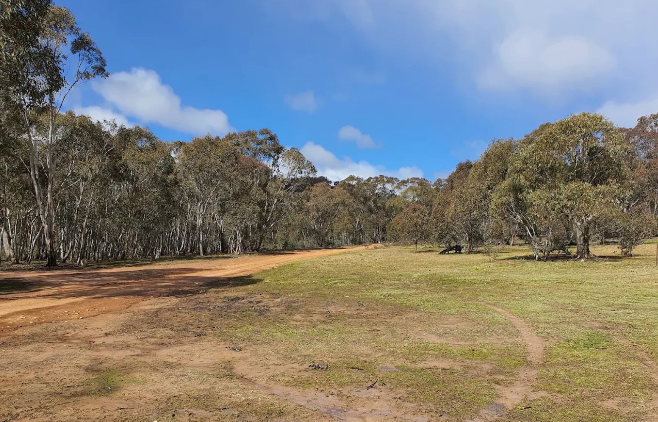 Eucalypts around the grass camping area at Woolshed Flat Campground