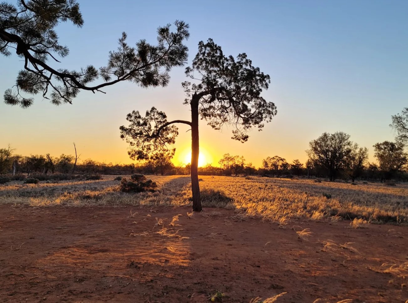 Sunset through a tree at Mungo Main Campground