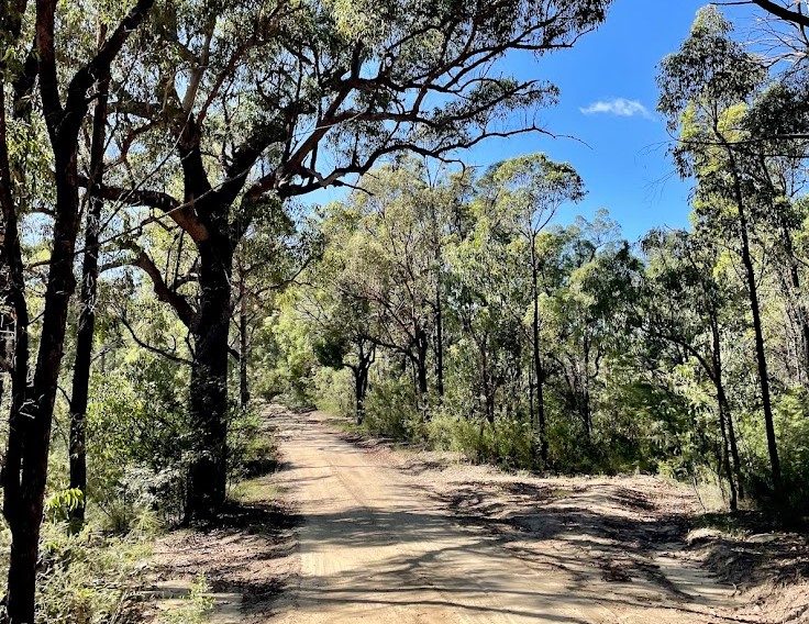 The unsealed Finchley Track running through the bush