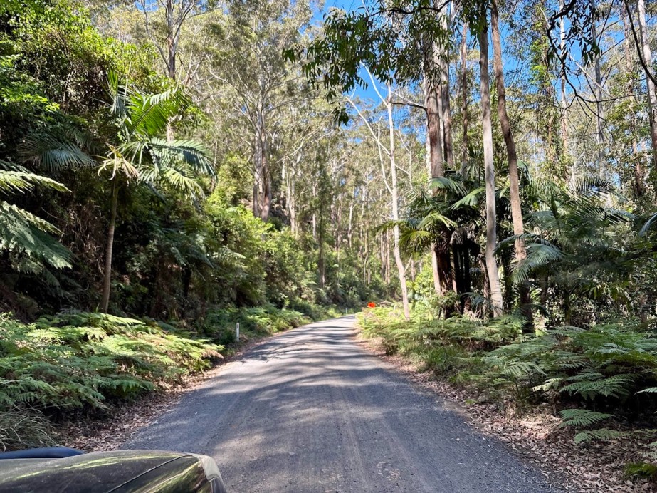 The gravel road through tall eucalypts and tree ferns near Heaton Lookout