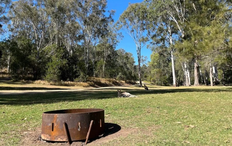 A steel fire ring on the grass at Peach Trees camping area