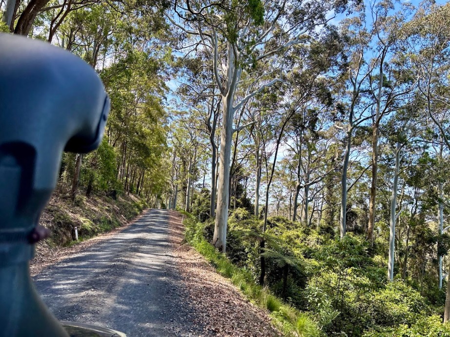 A gravel forest road through tall trees near Heaton Lookout