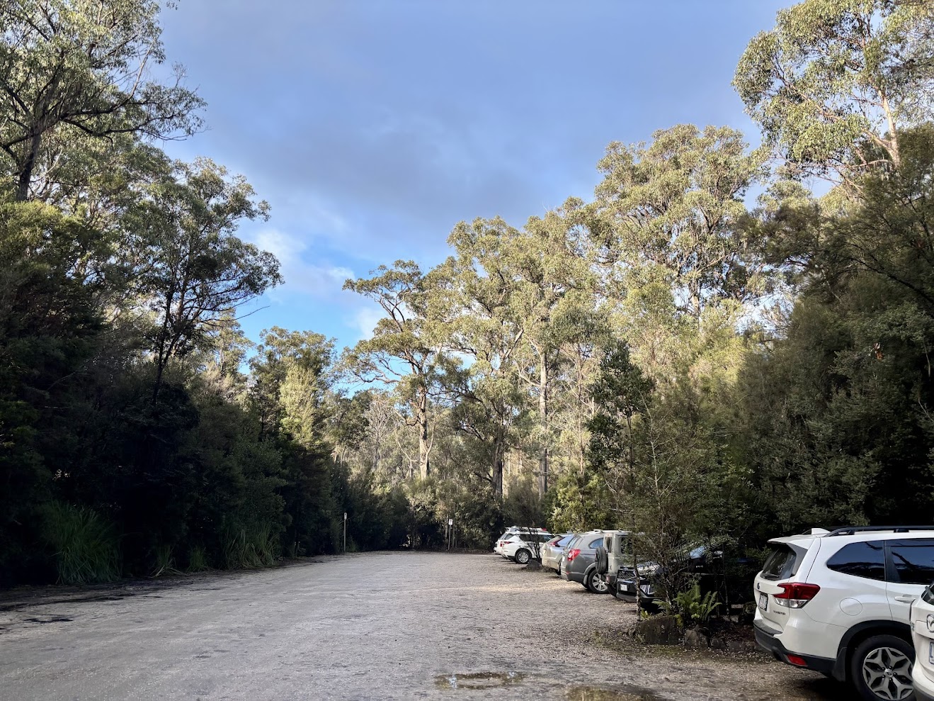 The car park at Tahune Adventures among the trees