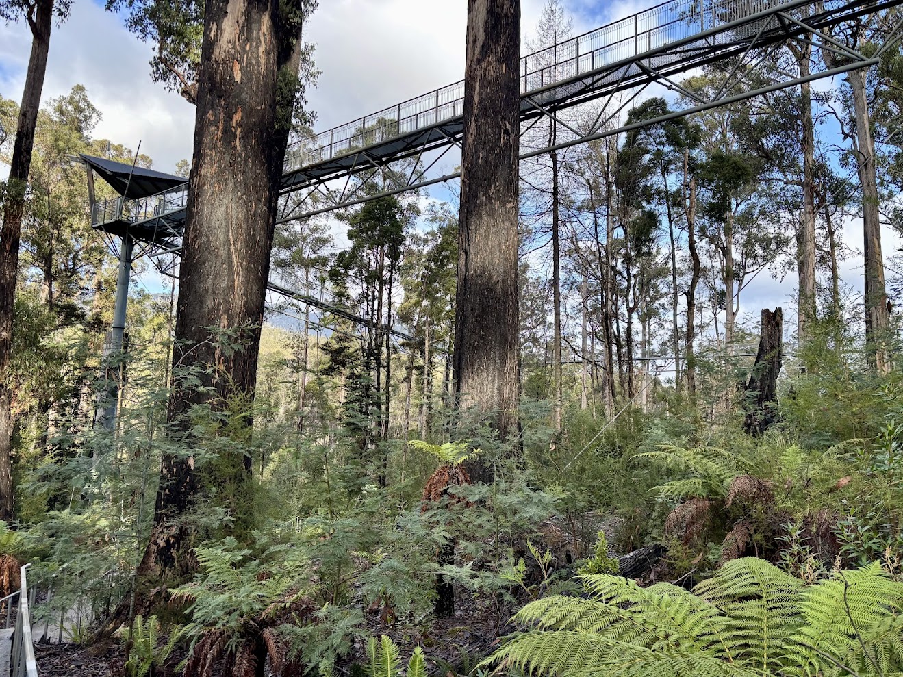 The Tahune AirWalk high above the forest floor and tree ferns